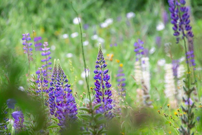 Pourquoi Le Lupin Peut Vous Aider A Vraiment Perdre Du Poids