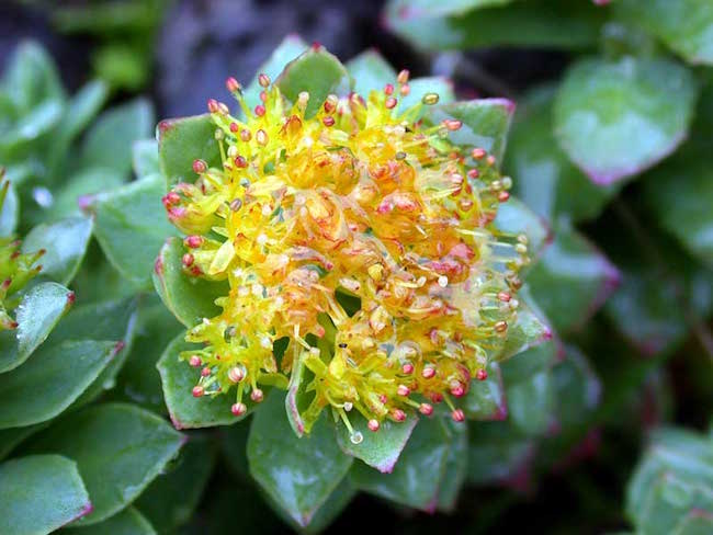 La fleur de rhodiola.