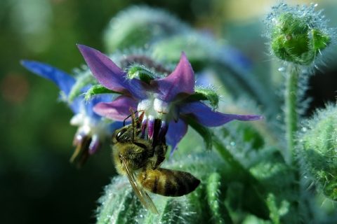 Archives des Plantes et perte de poids  PlantDay